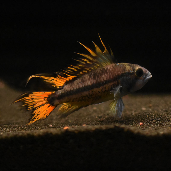 Kakadu-Zwergbuntbarsch, Apistogramma cacatuoides Kakadu-Zwergbuntbarsch, Apistogramma cacatuoides